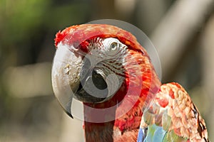 Red macaw of Brazil. Arara Brasileira.