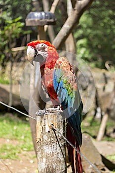 Red macaw of Brazil. Arara Brasileira.