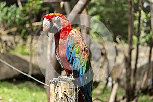 Red macaw of Brazil. Arara Brasileira.