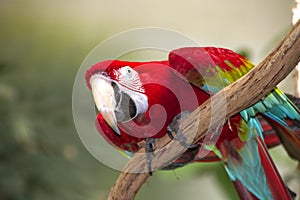 Red Macaw