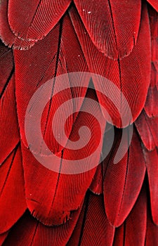 Red Macaw Feathers