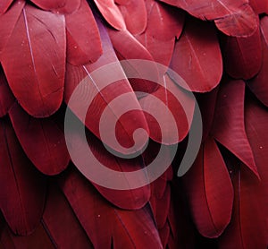 Red Macaw Feathers