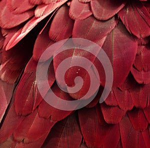 Red Macaw Feathers