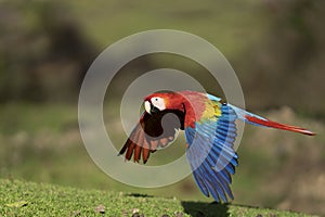 Red Macaw in flight moving right to left