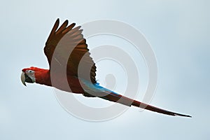 Red macaw flying in the sky