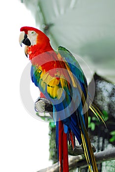 Red macaw isolated