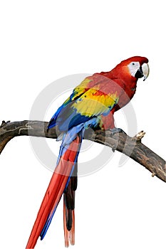 Red Macaw Isolated (request) photo