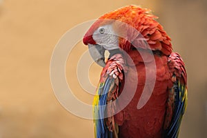 Red macaw parrot.