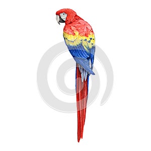 Red macaw parrot hand dawn watercolor illustration. Realistic beautiful scarlet macaw South America native avian