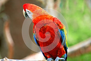 red macaw parrot looks around