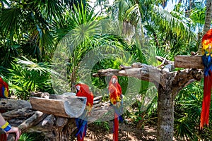 Red macaw parrots perching on tree bark in Xcaret ecotourism park