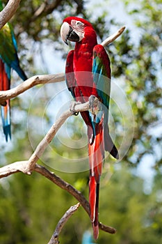 Red Macaw perched on a tree