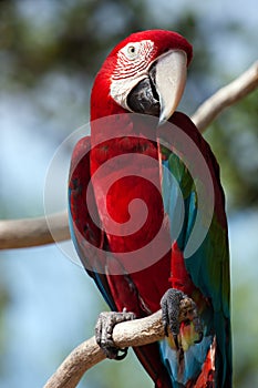 Red Macaw perched on a tree