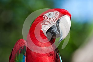 Red Macaw perched on a tree