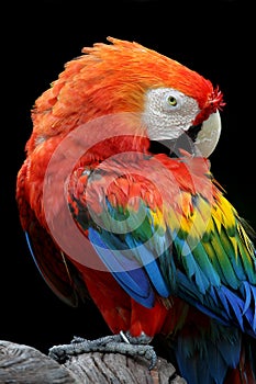 Red Macaw perched on a tree