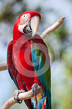 Red Macaw perched on a tree