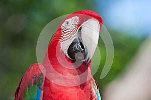 Red Macaw perched on a tree
