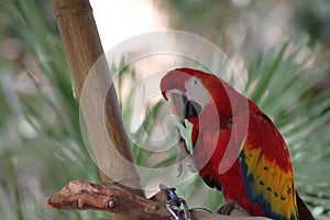 A red macaw raises its foot as it preens