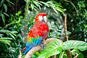Red Macaw while standing on a branch in the forest