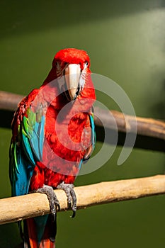 Red macaw wildlife bird portrait, Arini,  on green photo