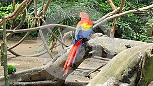 Red macaw in zoo, JoÃÂ£o Pessoa, ParaÃÂ­ba, Brazi