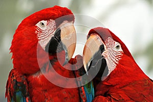 Red macaws