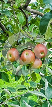 Red apple tree in Ohio