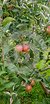 Red apple tree in Ohio