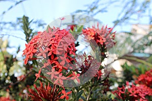 red macis flower photo
