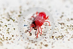 Red macro close up of Trombidium holosericeum mite running on white stone