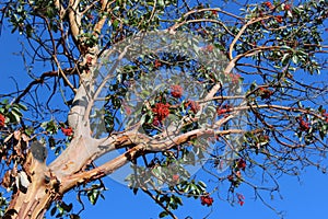 Red madrona berries ripen in fall