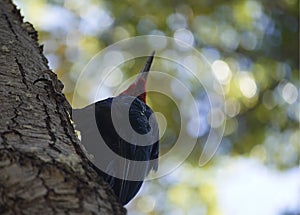 Red magellanic woodpecker photographed from below