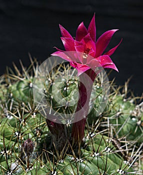 Red and Magenta Cactus Flower on the Spiny Plant