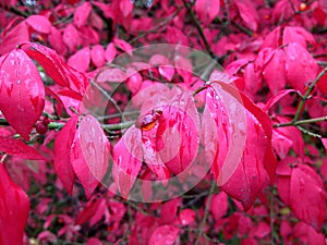 Red/magenta fall background