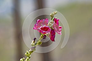 Red and magenta flower in June