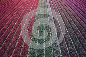 red magenta and pink tulips arial view