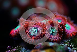 Red Magician Zoanthid`s polyps colonies are amazing colorful living decoration for every coral reef aquarium tank