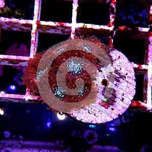 Red Magician Zoanthid`s polyps colonies are amazing colorful living decoration for every coral reef aquarium tank