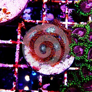 Red Magician Zoanthid`s polyps colonies are amazing colorful living decoration for every coral reef aquarium tank