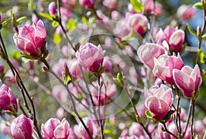 Red magnolia flowers