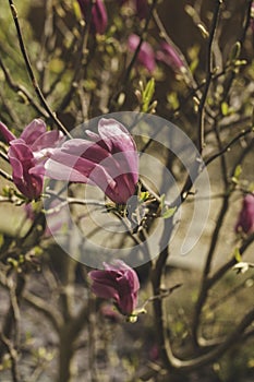 A red magnolia tree