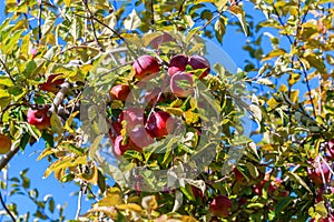 Red Maine Apples on a Tree