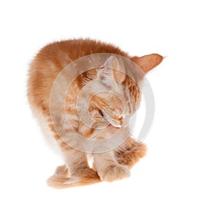 Red Maine Coon cat isoated on white