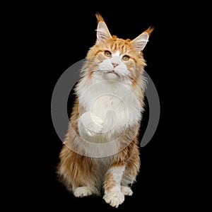 Red Maine Coon Cat Isolated on Black Background