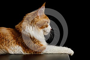 Red Maine Coon Cat Isolated on Black Background