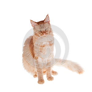 Red Maine Coon cat isolated on white