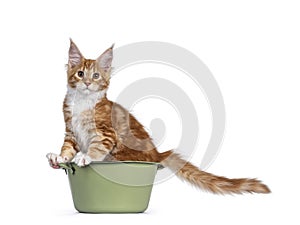 Red Maine Coon cat kitten on white