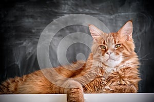 Red maine coon cat laying on a table against blackboard background