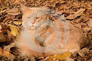 Red maine coon cat lying on the autumn leaves in the warm sunshine