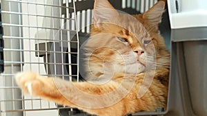 A red Maine coon cat lying in a cat carrier and hitting the door with its paw.